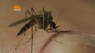 Malaria cases in Texas and Florida are the first US spread since 2003, CDC says