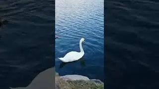 Ducks swimming - Masood Bin Sadiq #shorts