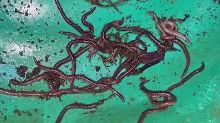 We found many earthworms in this area and captured them, bringing them to  place.@synthetic insects