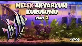 Melek Üretim Akvaryum Kurulumu | PART 2