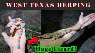 Herping West Texas! Gray-banded Kingsnake, Alligator Lizards, and more
