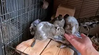 Trying to give degus Inez and Mona pets on the heat pillow while preventing Grace from escaping