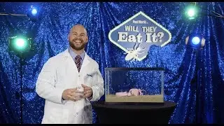 Will They Eat It? - Episode 5: Headphones
