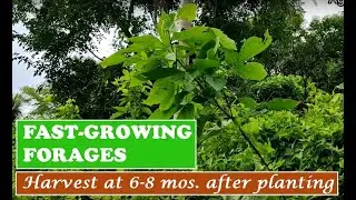 Flemingia and Rensonii | 2 Fast-growing Forages for Goats | Pagkain ng Kambing