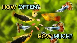 Fish Feeding 101: The Ultimate Guide to Proper Feeding Habits