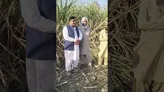 آبادگار عتيق الرحمان بنديشا جنهن جو ڪمند پوکيل آهي جيڪو ٻاويھ سو کان چويھ سو في ايڪڙ پئداوار ڏئي ٿو 
