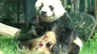 Panda Series: Messy Bao Bao