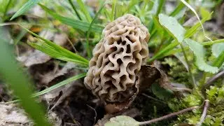 Making a Morrell Mushroom Staff