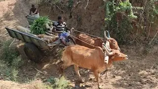 Bullock | Bullock Cart heavy cutting wood trees | Bullock racing heavy power performance