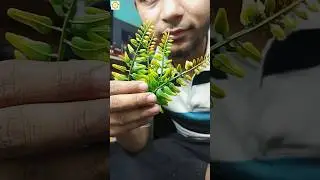 How To Make Smoke Fountain ☺️ #india #craft #fountain #diy