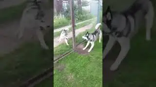 это любовь #хаски #зевс