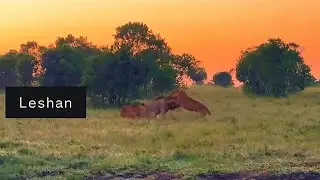 Chaos | Rongai Rocker Male Lions being attacked by Fig Tree Lionesses | Lion Warfare | Today
