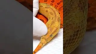 Most Satisfying Corn Snake Tail Peel! ASMR Relief 🤯