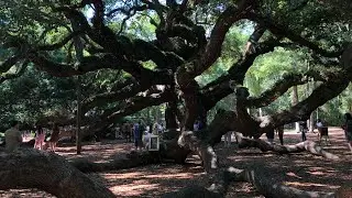 Lowcountry Sidequest 🦐 