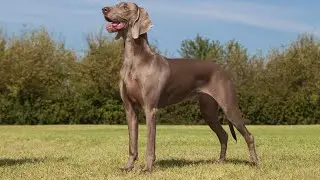 What is the Weimaraner's typical lifespan?