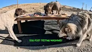 Dogs Deciding if They Like Raw or Cooked Food!