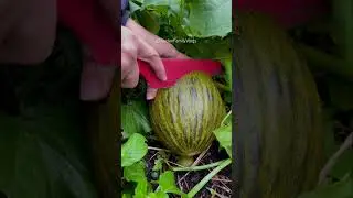 Fruit Cutting Melon Piel de Sapo🍈😱🍈😱 #shorts #fruit #fruitcutting #satisfying #food #beautiful