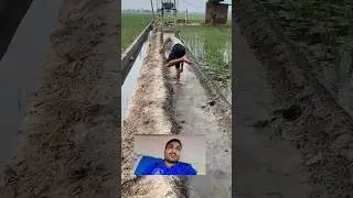 Rice farming in punjab #ytshorts #agriculture #trending #farming #foryou #punjabi #rice