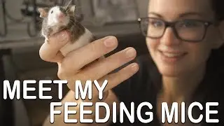 MEET MY FEEDING MICE (Cleaning and caretaking)