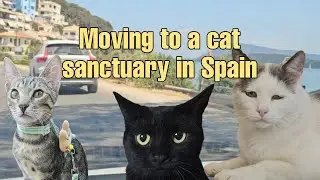 moving from Greece to Spain with my 3 cats