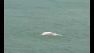 Chinese White Dolphin