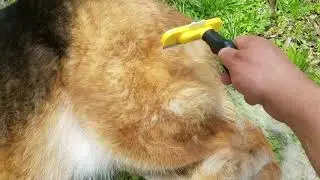 How Often Do German Shepherds Need To Be Brushed?