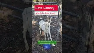 2023. New Ram for the future. Meet Dave Ramsey. #animals #sheep #usedram #katahdin