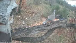 live streaming  animali Appennini umbro - marchigiano: ricci, cinghiali ,volpi istrici, lupo.