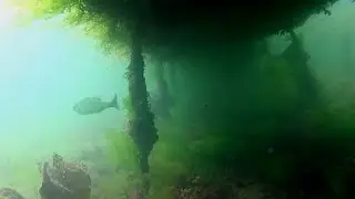 Tables à Bars - Grandcamp - Chasse sous-marine