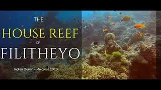 The House Reef of Filitehyo - Best independant Dives !