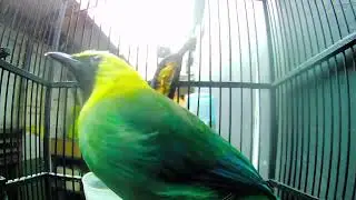 012 Enchanting Sounds Tropical Bird Calls to Relax branch throated magpie   cucak ranting
