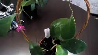 Хойя Excavata, хойя Diversifolia