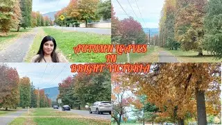 Autumn leaves in Bright Victoria 2023| Bright vlog| Fall colours near Melbourne | Fall Foliage
