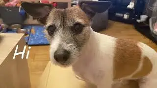 Mischief
