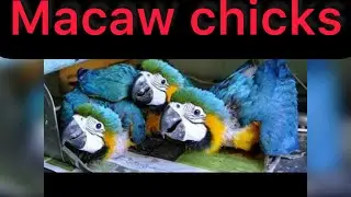 Baby macaw chicks 🐣 ( Tamming my little bird )