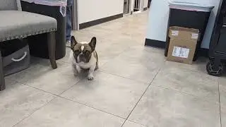 Frenchie Learns To Walk Again After Neglect Left Him Paralyzed [STORY BELOW]