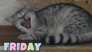 Guillory Cats Friday! 😻