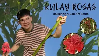 DOKUVLOG 9: KULAY ROSAS (TORCH GINGER) @Ser Sam