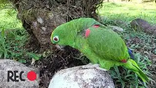 Cantos de Loros ❤️ 