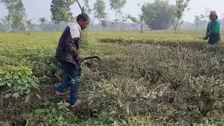 tea garden ms cutting // टी गार्डन मश्ग कटिंग |tea garden ms  ds lp etc kese kare