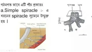 Respiration of Terrestrial Insect By MDM Zoology Solutions