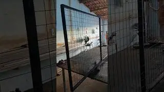 Grade de prote&ccedil;&atilde;o feito com tela soldada #dicasdeserralheria #soldador #diy