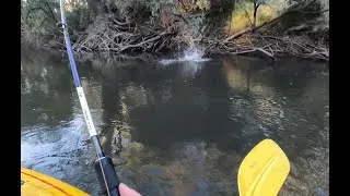 Trout Cod and Murray Cod Boofs