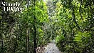 A Gentle Rainforest Walk in the Rain | Rainy White Noise | 4k Virtual Hike