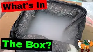 Big Cheese Rodent Factory Unboxing and Baby Hognose Feeding