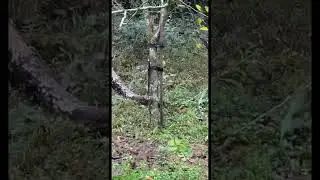 DIY mock scrape!🔥🔥🦌🦌