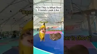 CAT MEMES🐱This Is What Real Friends Look Like#catmemes #memes #funnymemes  #funny #relationship