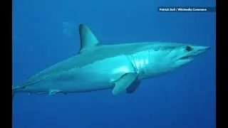 World&rsquo;s Fastest Shark and 16 Other Species Now Face Extinction