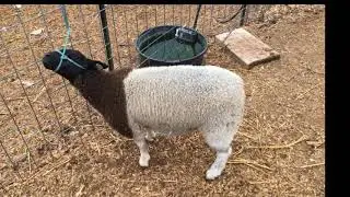 Show Lamb Classification Video #1 - Dorper