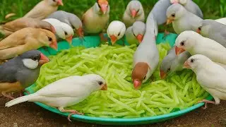 live | #LiveBirds #HappyBirds #BirdsEnjoying #PetBirdsLive #Zwair #shorts #youtubeshorts